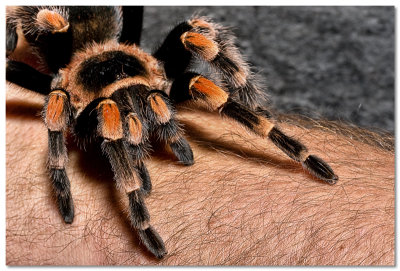 Tarantula