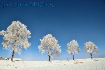 Learn to pick up the winter roses....