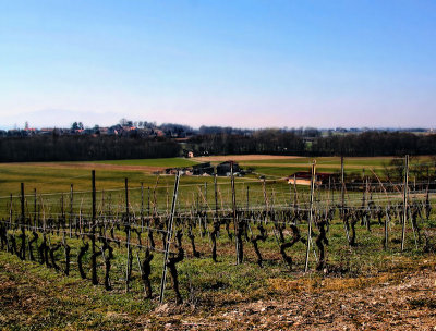 In early spring vineyards have not any leaf yet....