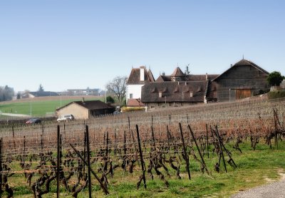 The castle and its vineyards kingdom