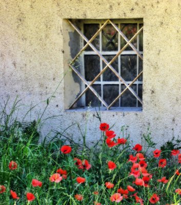 The window which didn't want to let the poppies in...