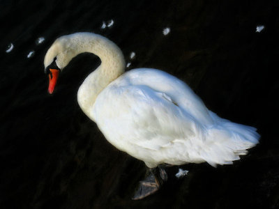 Swans 11