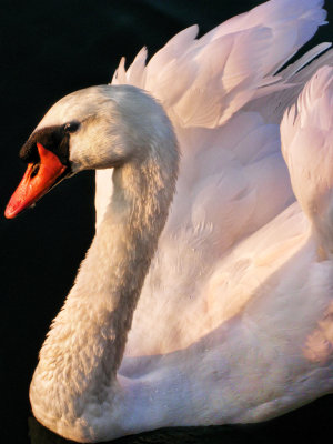 Swans 14