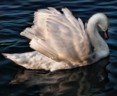 Swans 12
