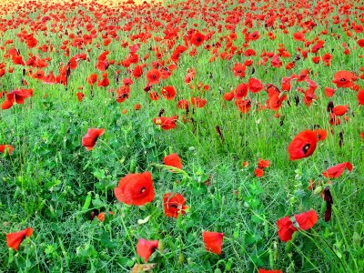 Poppies 13