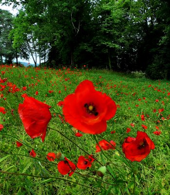 Poppies 28