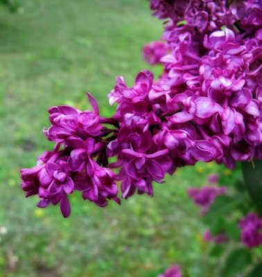 Purple branch