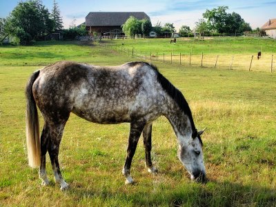 Phlegmatic horse in the morning sun ...