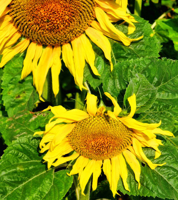 Sunflowers 52