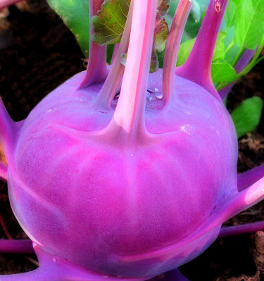 Purple turnip