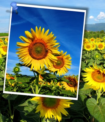 Sunflowers 61