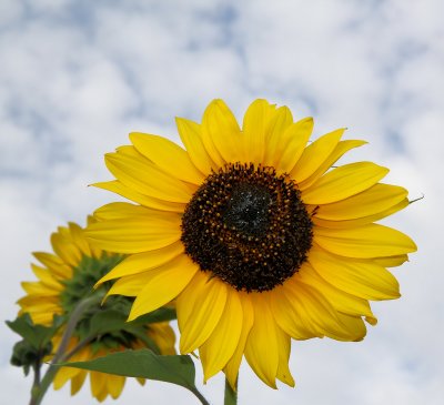 Sunflowers 64