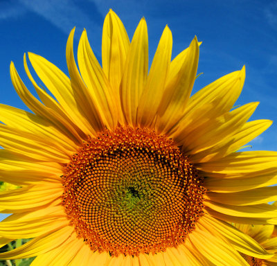 Sunflowers 67