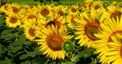 Sunflowers 71