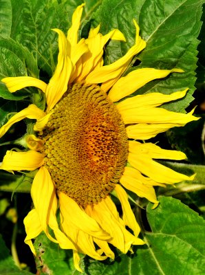 Sunflowers 73