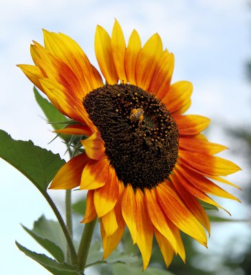 Sunflowers 76