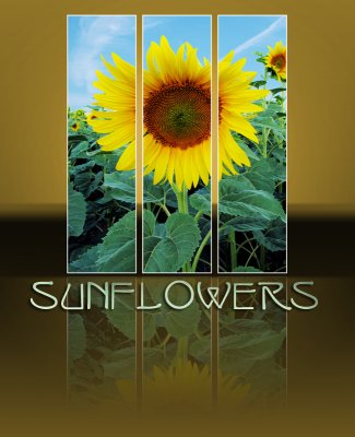 Sunflowers 77