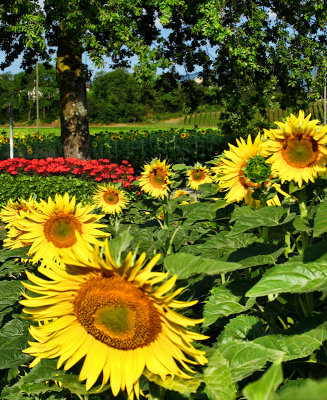 Sunflowers 79