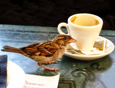 Sharing breakfast with a friend...