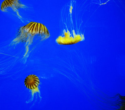 Jellyfish like chinese lanterns....