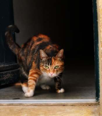 The shy cat of La Rochelle...