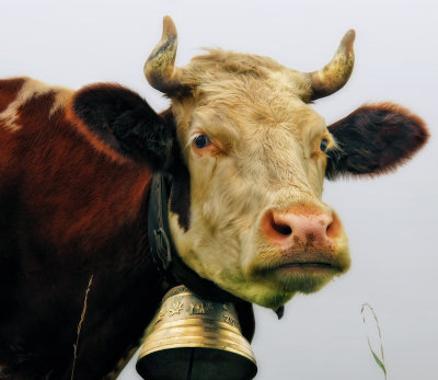 The mysterious and patient philosophy in a cow’s glance 