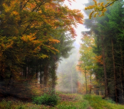 How silent is a forest in the fog....