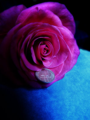 Moonlight rose...