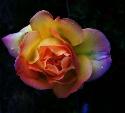 The rose which was in love with the light...