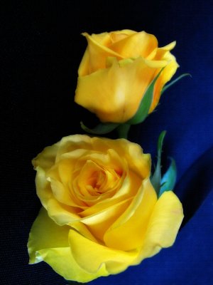 Rhapsody in Blue for yellow roses...