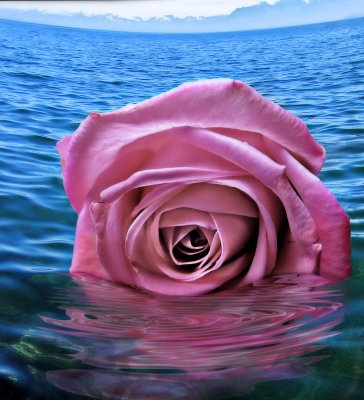 Shipwrecked rose ...