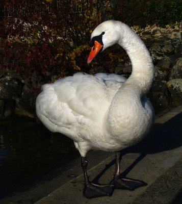 Swans 21