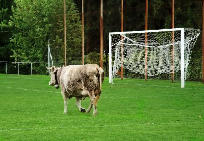 Soccer cow....