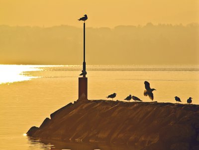 Gulls in early sunlight...