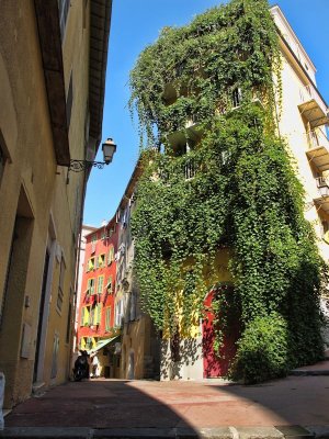 Urban greenery: a little bit of forest in the heart of old town…