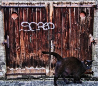 Graffiti cat