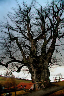 The venerable, elderly tree of Marchissy