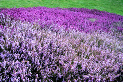 Purple flowerbed
