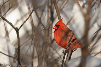 CARDINAL WATCHES FROM THE BRANCHES