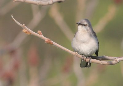 NORTHERN MOCKINGBIRD