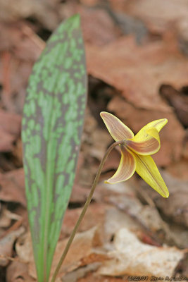 TROUT LILY