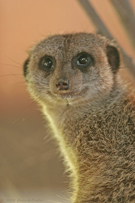 MEERKAT PORTRAIT