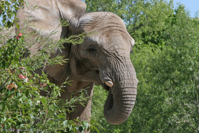 ELEPHANT IN THE BUSHES