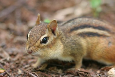LITTLE FRIEND