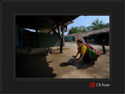 Drying Cow Dung