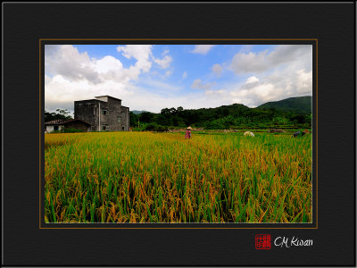 Harvest Time of Rice