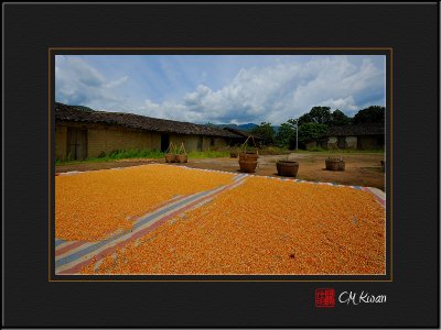 Maize (Corn) kernels