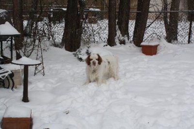 Gracie  110204 003.JPG