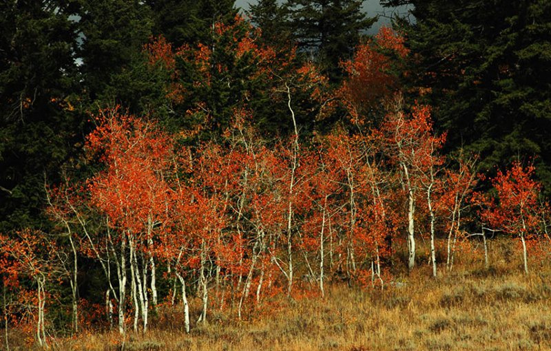  Autumn Red