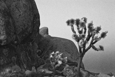 Joshua Tree